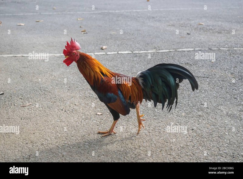 Best chicken road gokkast in Netherlands