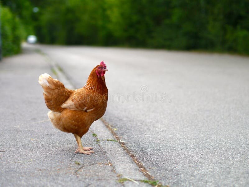 Best chicken road gokspel in Netherlands
